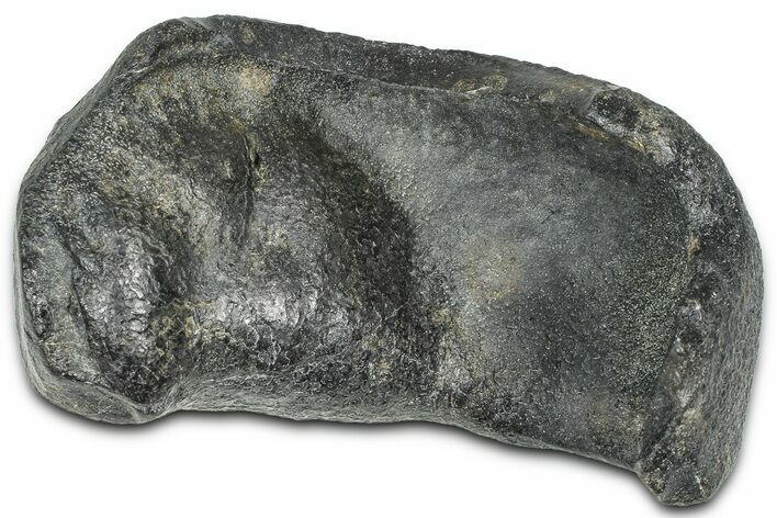 Fossil Whale Ear Bone - South Carolina #369256